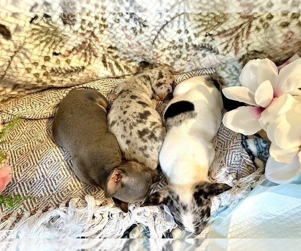 Medium Photo #5 French Bulldog-Rat Terrier Mix Puppy For Sale in BROOKSVILLE, FL, USA