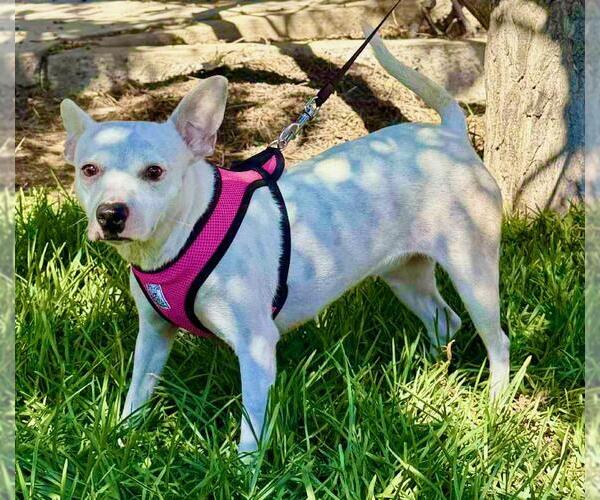 Medium Photo #2 Chihuahua-Unknown Mix Puppy For Sale in San Diego, CA, USA