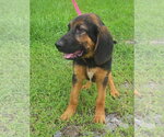 Small #1 Bloodhound Mix