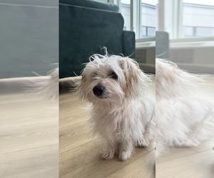 Yo-Chon Puppy for sale in JERSEY CITY, NJ, USA