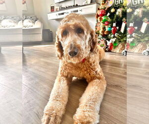 Goldendoodle Dogs for adoption in Bonita Springs, FL, USA