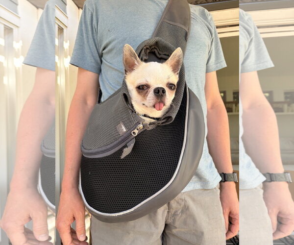 Medium Photo #2 Chihuahua Puppy For Sale in St. Louis Park, MN, USA