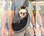 Small #1 Chihuahua