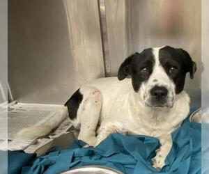 Mutt Dogs for adoption in San Antonio, TX, USA