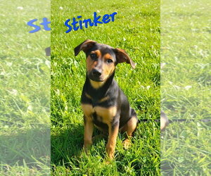 Stinker - Female Doberman Pinscher-Labrador Retriever Mix Dog for Adoption - Photo #2