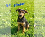 Small Photo #2 Doberman Pinscher-Labrador Retriever Mix Puppy For Sale in Southbury, CT, USA
