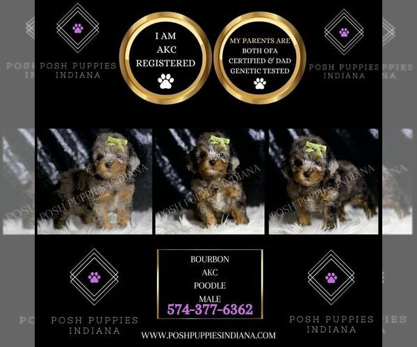 Medium Photo #4 Poodle (Miniature) Puppy For Sale in WARSAW, IN, USA