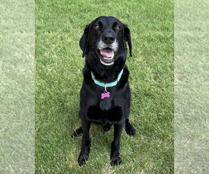 Labrador Retriever-Unknown Mix Dogs for adoption in Fort Worth, TX, USA