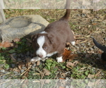 Small Photo #2 Border Sheepdog Puppy For Sale in NATHALIE, VA, USA