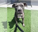 Small #1 American Staffordshire Terrier Mix