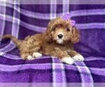 Small #5 Cavapoo