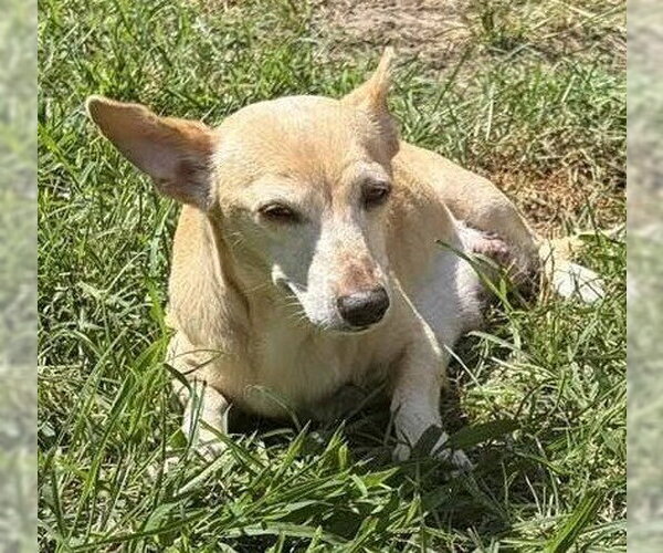 Medium Photo #6 Chihuahua-Unknown Mix Puppy For Sale in New York, NY, USA
