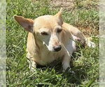 Small #5 Chihuahua Mix