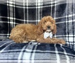 Small #5 Cavapoo