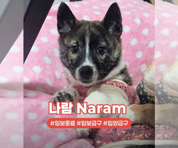 Medium Photo #1 Mutt Puppy For Sale in Agoura Hills, CA, USA