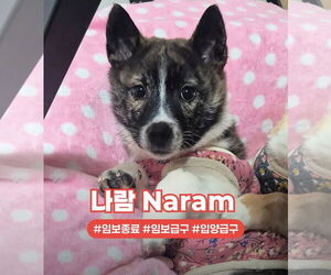 Mutt Dogs for adoption in Agoura Hills, CA, USA