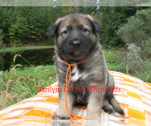 German Shepherd Dog Puppy for sale in PIEDMONT, MO, USA