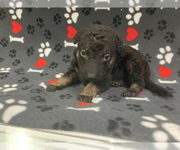 Medium Photo #2 German Shepherd Dog Puppy For Sale in HESPERIA, CA, USA