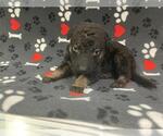 Small #1 German Shepherd Dog