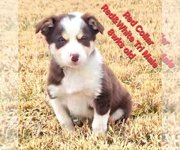 Medium Photo #5 Border Collie Puppy For Sale in BYBEE, TN, USA
