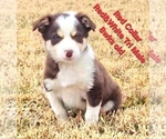 Small #4 Border Collie