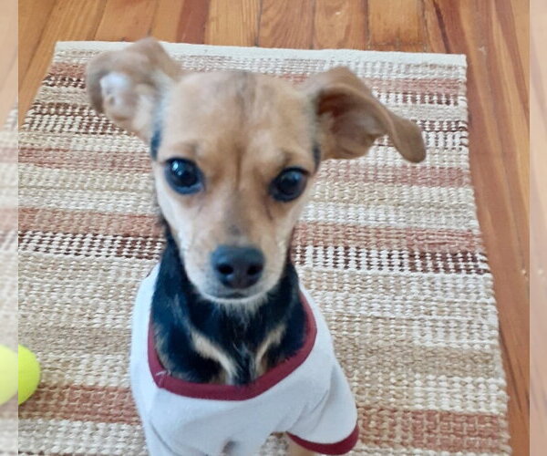 Medium Photo #4 Chihuahua-Unknown Mix Puppy For Sale in Alexandria, KY, USA