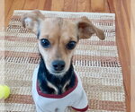 Small #3 Chihuahua Mix