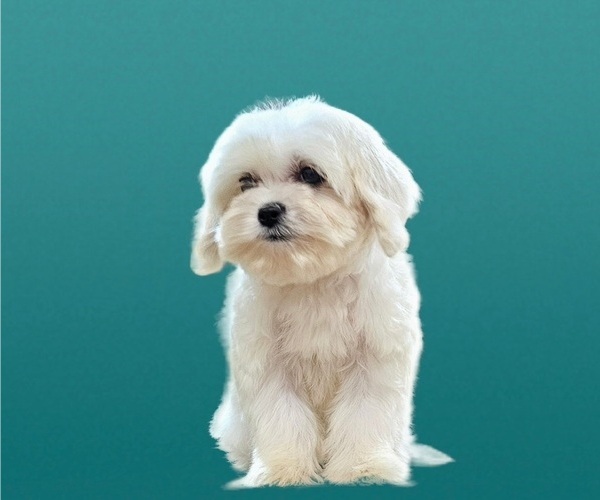 Medium Photo #9 Maltese-Zuchon Mix Puppy For Sale in SAN DIEGO, CA, USA