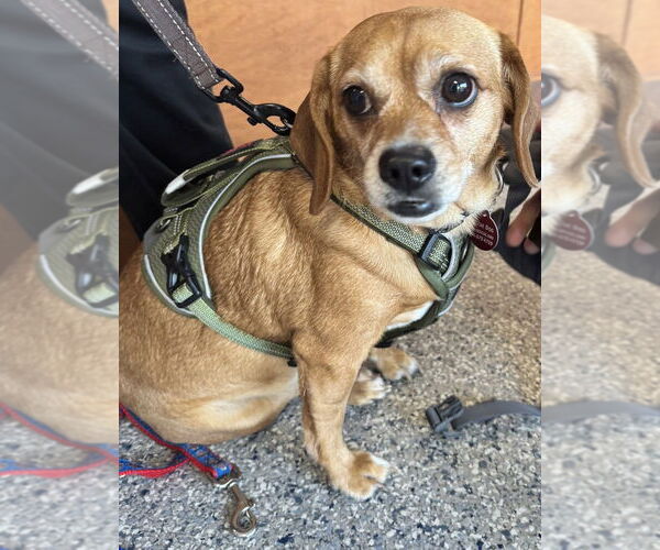 Medium Photo #2 Cheagle Puppy For Sale in Greenbelt, MD, USA