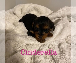 YorkiePoo Puppy for sale in KINGS MOUNTAIN, NC, USA