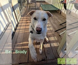Mutt Dogs for adoption in Costa Mesa , CA, USA