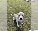 Small #6 Mutt