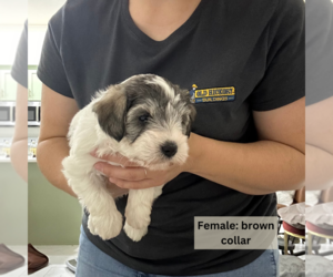 Schnauzer (Miniature) Puppy for Sale in FARMVILLE, Virginia USA