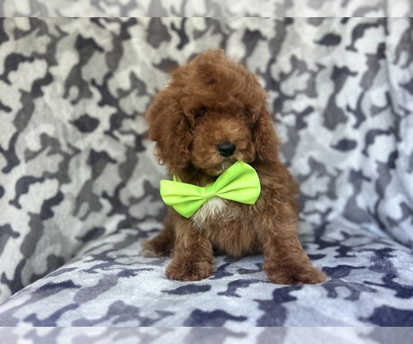 Medium Photo #3 Cock-A-Poo Puppy For Sale in LAKELAND, FL, USA