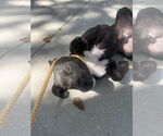 Small #2 Labrador Retriever Mix