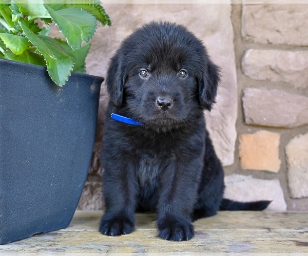 Medium Photo #2 Newfoundland Puppy For Sale in MILLERSBURG, OH, USA