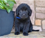 Small #1 Newfoundland