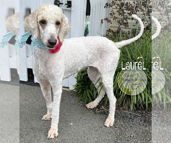 Medium Photo #5 Goldendoodle Puppy For Sale in Benton, LA, USA