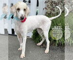 Small #4 Goldendoodle