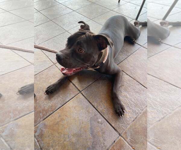 Medium Photo #48 American Pit Bull Terrier-Unknown Mix Puppy For Sale in Pompano Beach , FL, USA