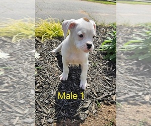 Boxer Puppy for Sale in PELZER, South Carolina USA