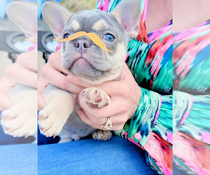 French Bulldog Puppy for sale in BELLE CHASSE, LA, USA