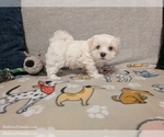 Small Photo #14 Maltese Puppy For Sale in OCALA, FL, USA