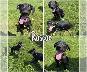 Labrador Retriever-Unknown Mix Dogs for adoption in Pierceton , IN, USA
