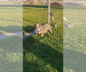 American Bully Mix Dog for Adoption in VICTORVILLE, California USA