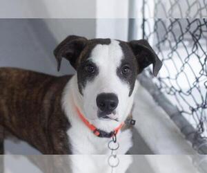 Labrador Retriever-Unknown Mix Dogs for adoption in Mountain Home, AR, USA