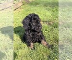 Puppy Cirie Aussiedoodle