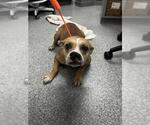 Small American Pit Bull Terrier Mix