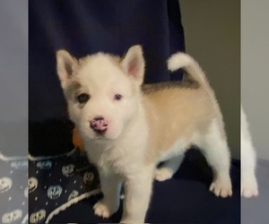 Siberian Husky Puppy for sale in LANEXA, VA, USA