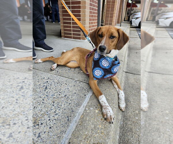 Medium Photo #18 Mutt Puppy For Sale in Silver Spring, MD, USA